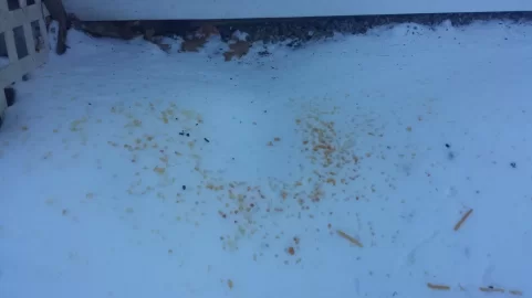 [Hearth.com] Icicles from chimney cap while burning....