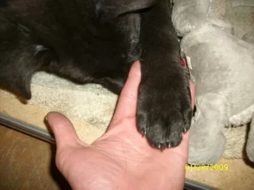 [Hearth.com] Pellets 10 weeks today