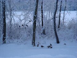 add your winter wildlife pics in here