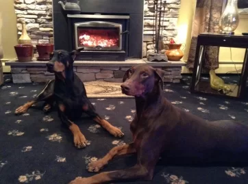 [Hearth.com] doberman loving woodstove