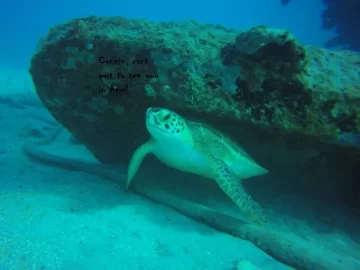 [Hearth.com] scuba diving St Croix and Ohio