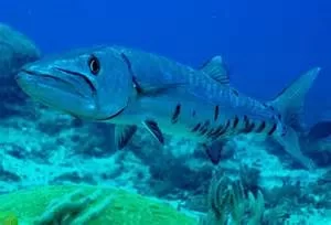 [Hearth.com] scuba diving St Croix and Ohio