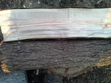 [Hearth.com] Newbie needs wood ID, please