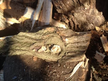 [Hearth.com] Greenish yellow wood ID