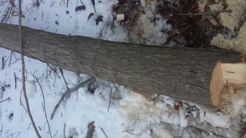 [Hearth.com] finally felled my first tree