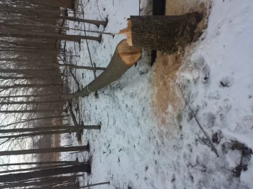 [Hearth.com] finally felled my first tree