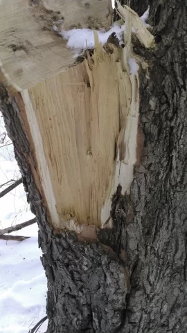 [Hearth.com] Tree identification help