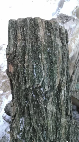 [Hearth.com] Tree identification help