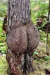 [Hearth.com] Burning wood from male/female trees