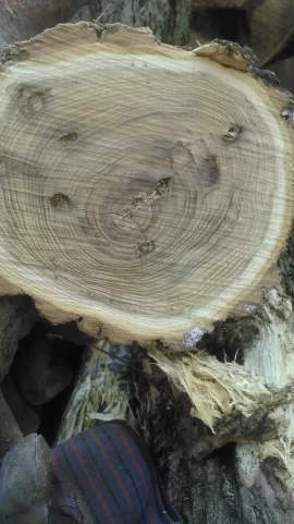 [Hearth.com] Tree identification help
