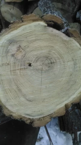 [Hearth.com] Tree identification help