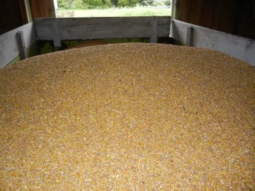[Hearth.com] Let's talk Corn