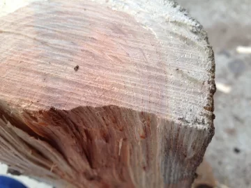 [Hearth.com] Wood ID