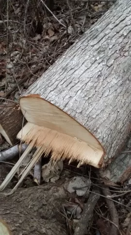[Hearth.com] Wood ID help