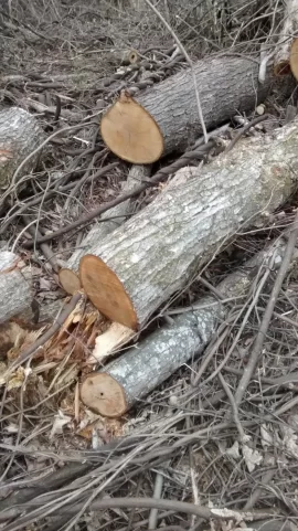 [Hearth.com] Wood ID help