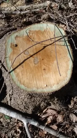 [Hearth.com] Wood ID help