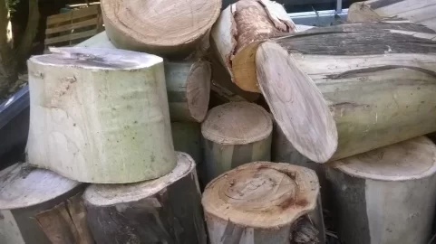 [Hearth.com] Blue Gum - scrounge and pics