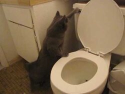 cat flushing.jpg