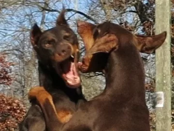 [Hearth.com] Who is guarding your wood?