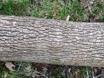 [Hearth.com] My first ash tree