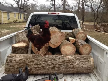 [Hearth.com] My first ash tree