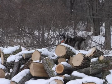 [Hearth.com] Who is guarding your wood?