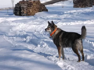 [Hearth.com] Who is guarding your wood?