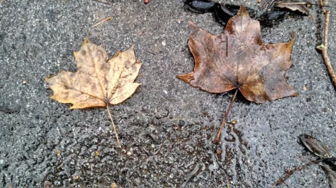 [Hearth.com] Tree ID