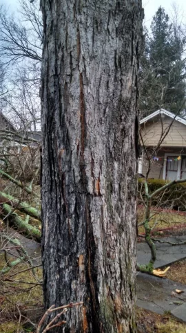 [Hearth.com] Tree ID