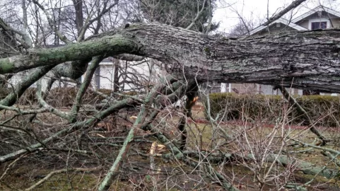 [Hearth.com] Tree ID