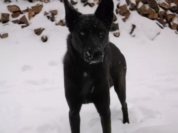 [Hearth.com] Who is guarding your wood?
