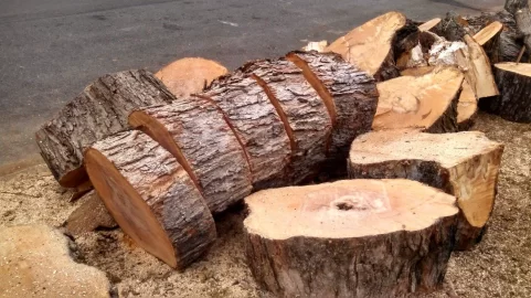 [Hearth.com] Tree ID