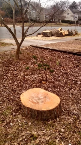 [Hearth.com] Tree ID
