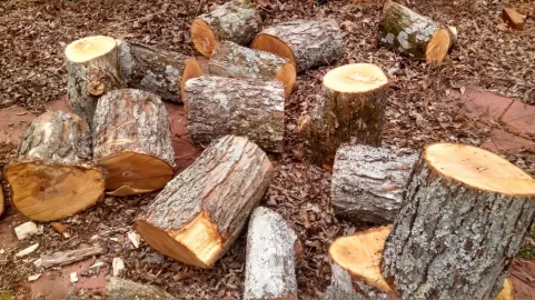 [Hearth.com] Tree ID
