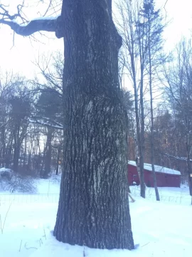 [Hearth.com] Trying to identify a maple vs ?
