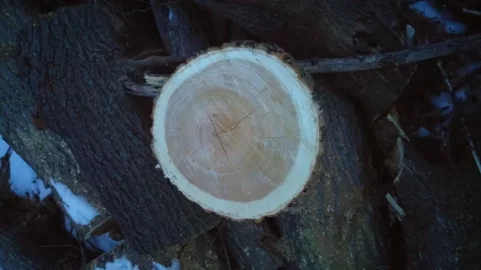 [Hearth.com] wood id