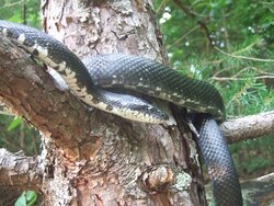Attracting rat snakes?