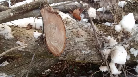 [Hearth.com] Wood ID Help again