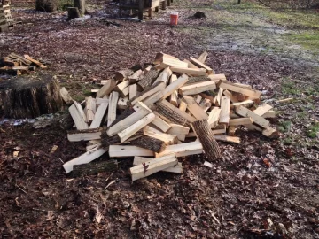 [Hearth.com] My first ash tree