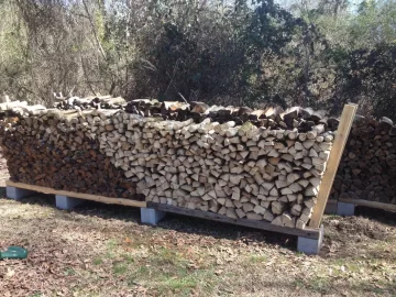 [Hearth.com] My first ash tree