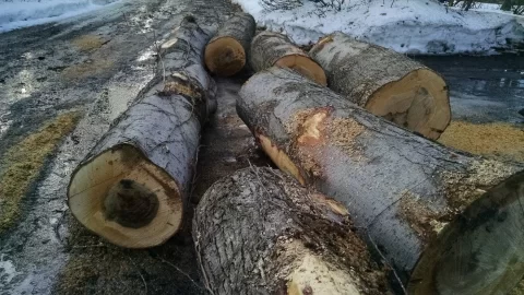 [Hearth.com] wood id