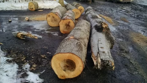 [Hearth.com] wood id