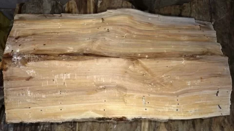 [Hearth.com] Bugs in wood