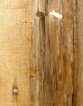 [Hearth.com] Bugs in wood