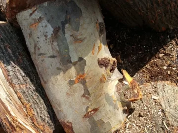 [Hearth.com] what wood is this?