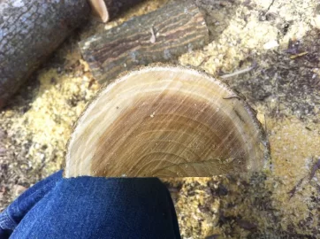 [Hearth.com] Wood ID