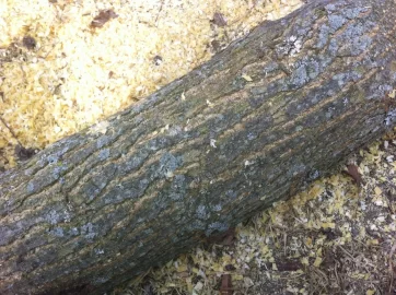 [Hearth.com] Wood ID