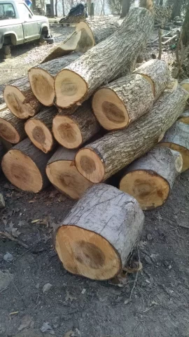 [Hearth.com] wood ID.  elm????