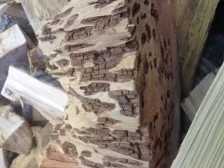 [Hearth.com] Cedar Question
