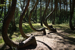 crooked forest.jpg